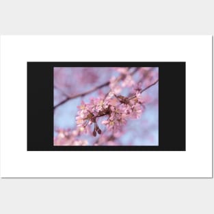 Cherry blossoms Posters and Art